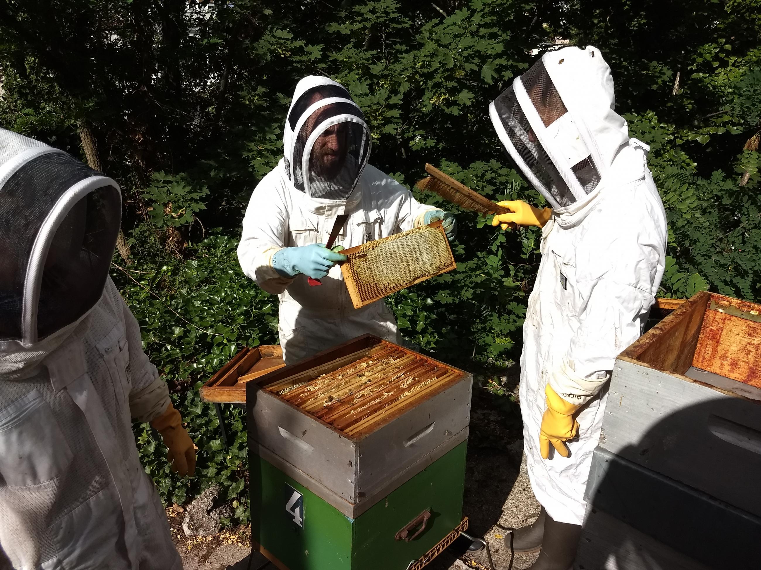 Apiculture Récolte du miel de la Butte : 29 juin 2020