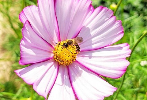 Abeille et cosmos