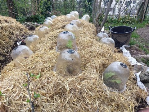 Les soucoupes volantes ont atteri dans la paille de la permaculture