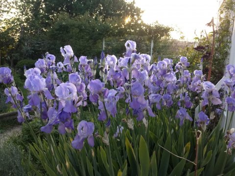 Les Iris vous souhaitent la bienvenue au jardin Bergeyre