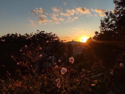 nuage de pétales de rose