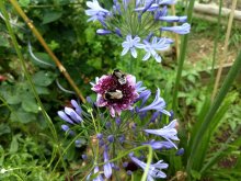Une abeille en pleine récolte