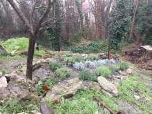 Le futur restaurant des abeilles