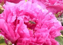Abeille Sur pivoine Abeille Sur pivoine