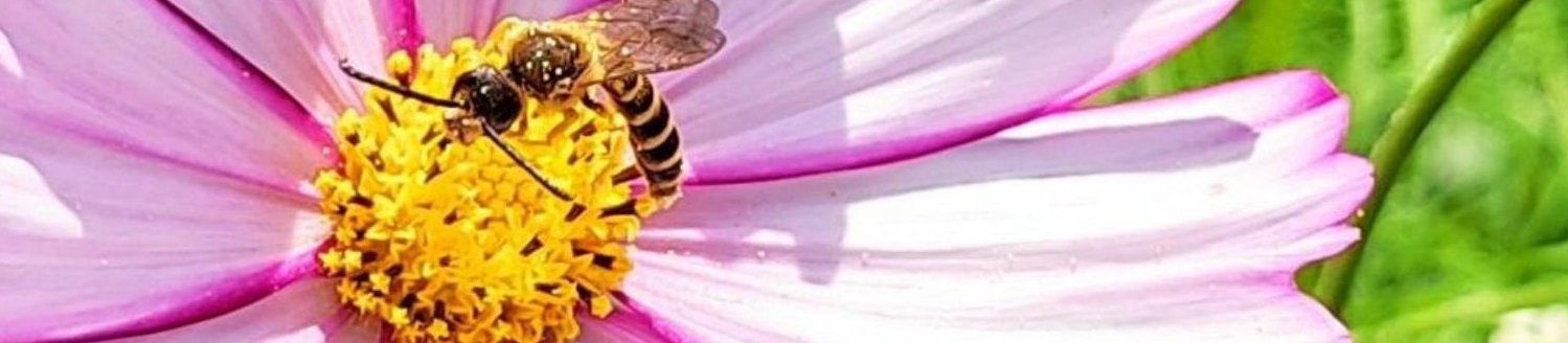 Abeille et cosmos