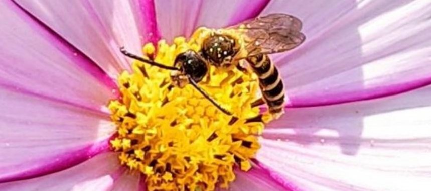 Abeille et cosmos