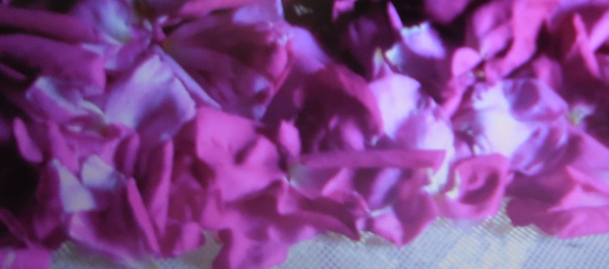 plantes médicinales bio