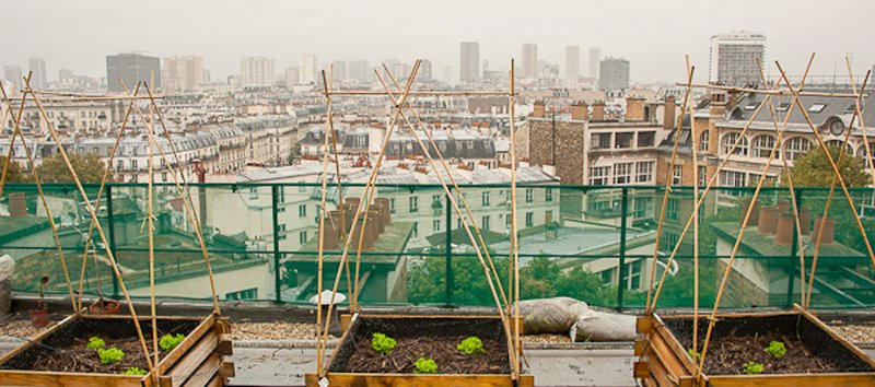Le potager sur le toit Agroparistech © Mairie de Paris | François Grunberg
