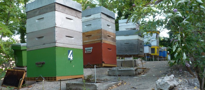 Les ruches de la butte