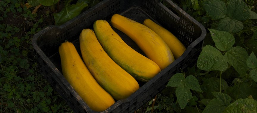 Panier Bio - Rentrée 2019 - Paris Butte Bergeyre - Utopicerie