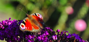 Papillon Butte Bergeyre