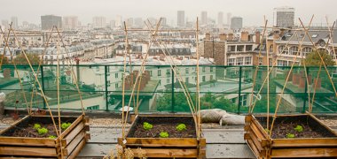 Le potager sur le toit Agroparistech © Mairie de Paris | François Grunberg